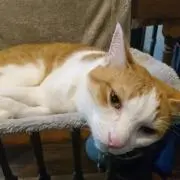 Yasu