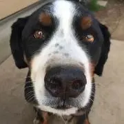 やすぴーの画像