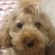 とまいおの画像