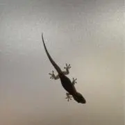 つぎはぎの画像