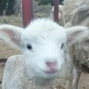 めぇの画像
