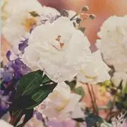 stellalouの画像