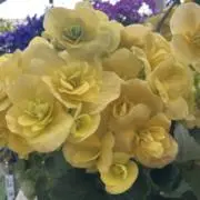 夏夜の画像