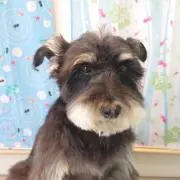 檸檬の画像