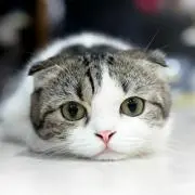 にゃんごの画像