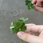 たまごの画像