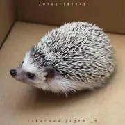 りゅうめいの画像