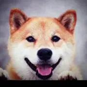 柴犬こてつ
