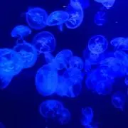 くらげの画像