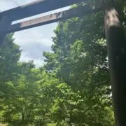 クローバーの画像
