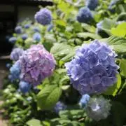 tankoroの画像