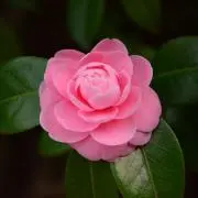 GreenCleanFineの画像