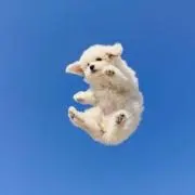 のよの画像