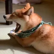 クロクマ