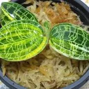 湘南green（湘南Lovespets）