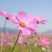 コスモスの画像