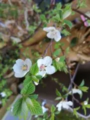 桜228の画像