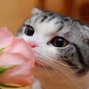 ジャム