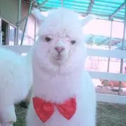 ♡アルパカ♡