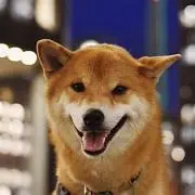 しばたろうの画像