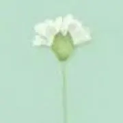 あらやん