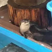 シュンスケ