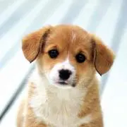 よっぴー