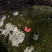 けんの画像