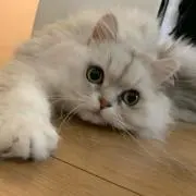 長月