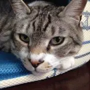 Millu