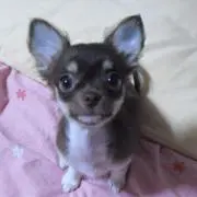 なちこ
