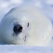 セキピックイの画像