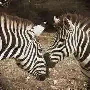 shushuの画像