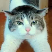 みんとの画像