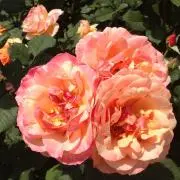 花＊プロフィール必読＊の画像