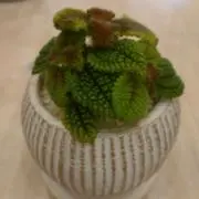 シュガーの画像