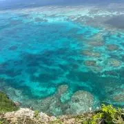 Coralの画像