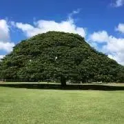 チェリーの画像