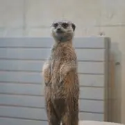 ふみもい