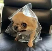 ゆえの画像