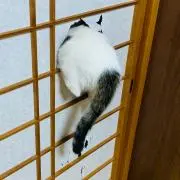 ☆☆☆★☆☆☆