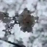 aka_akaの画像