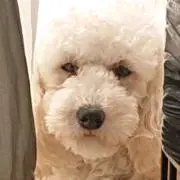 さなの画像