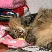 モフヨシの画像