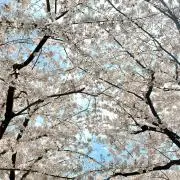 クローバー529初心者