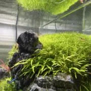 AQUAGの画像