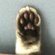 にゃんこ商店の画像