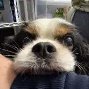 minmiの画像