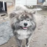 やさぐれの画像