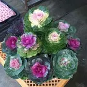 こぽの画像